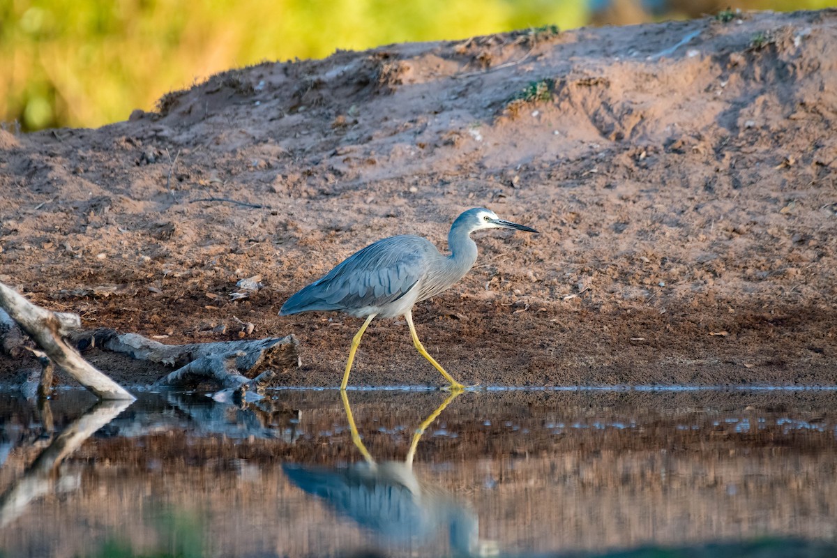 White-faced Heron - ML96391121