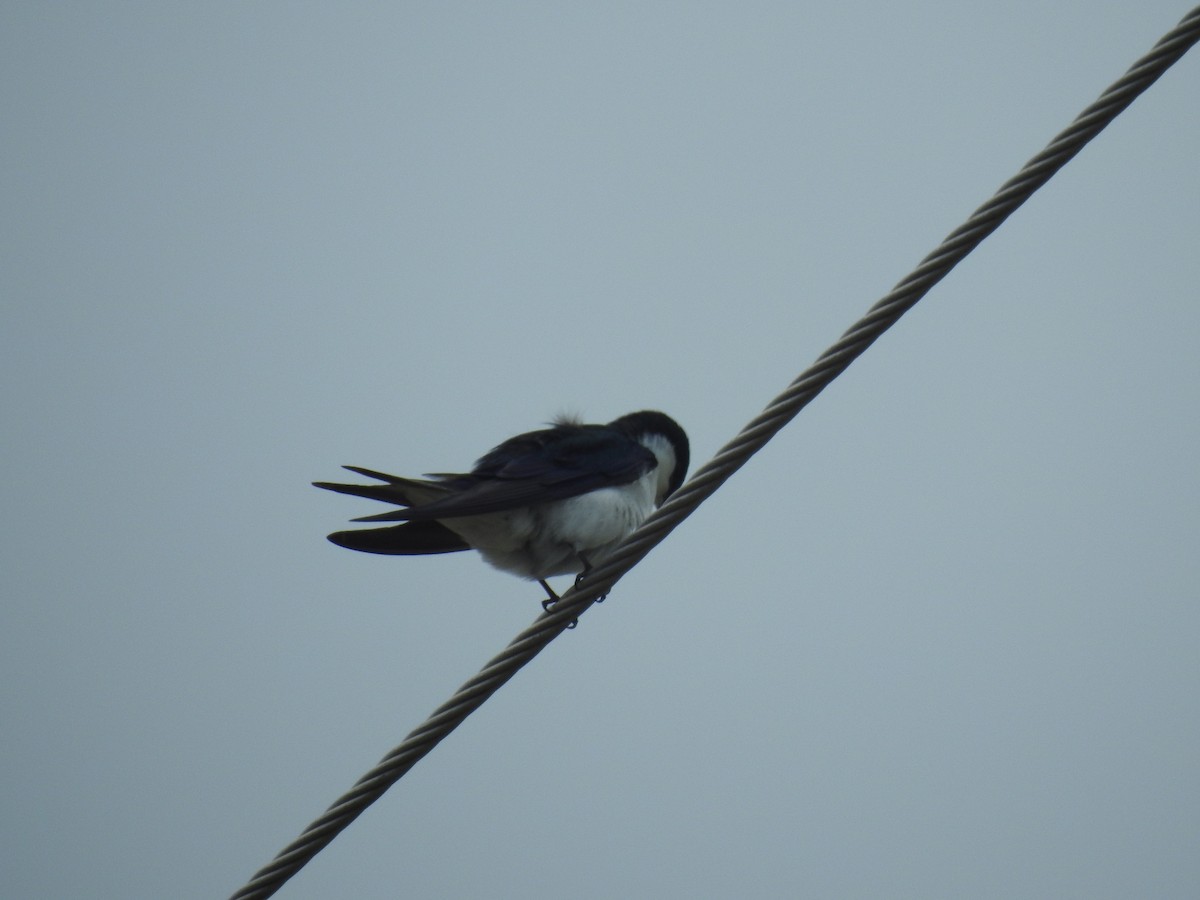 Bahama Swallow - ML96391471