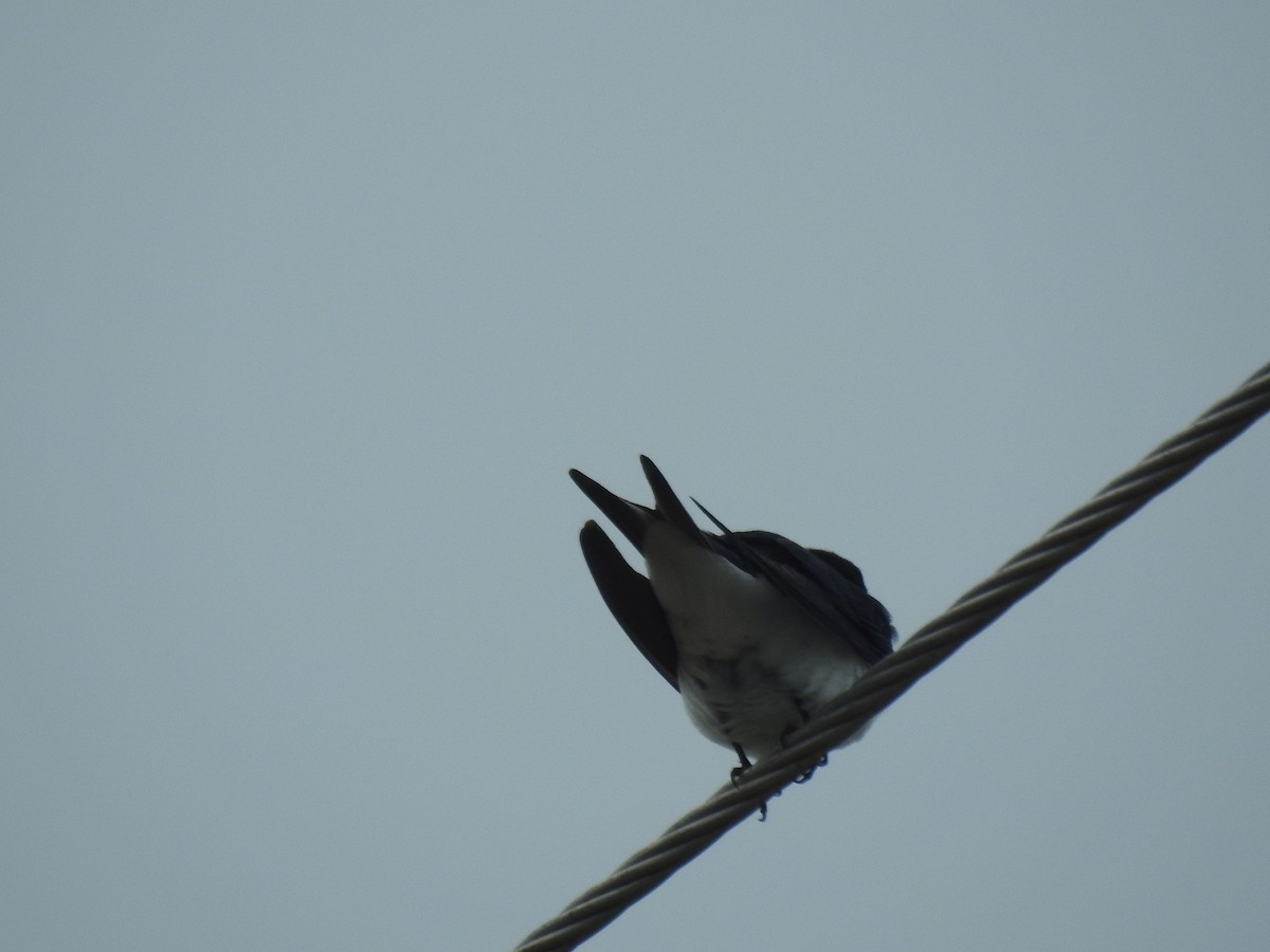 Bahama Swallow - ML96391521