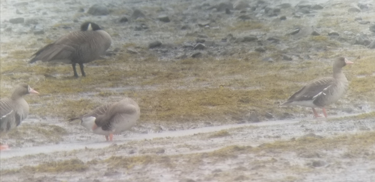 Greater White-fronted Goose - Trae Lohse