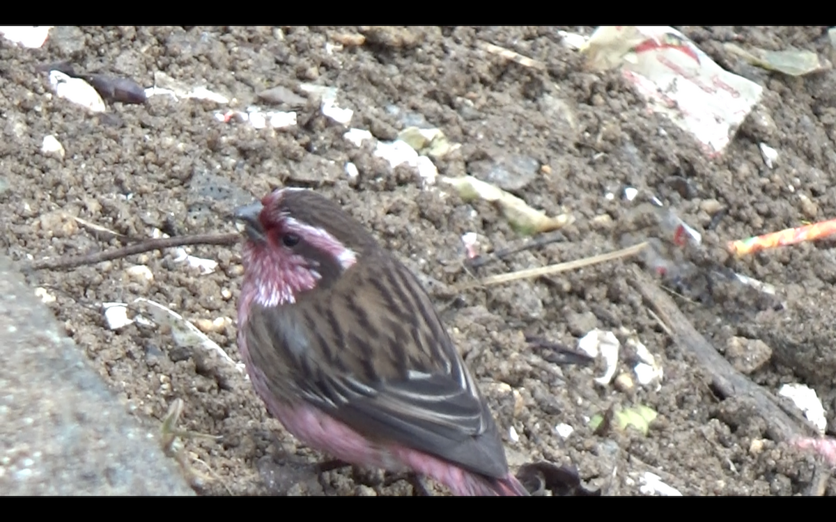 Himalayan White-browed Rosefinch - ML96392251