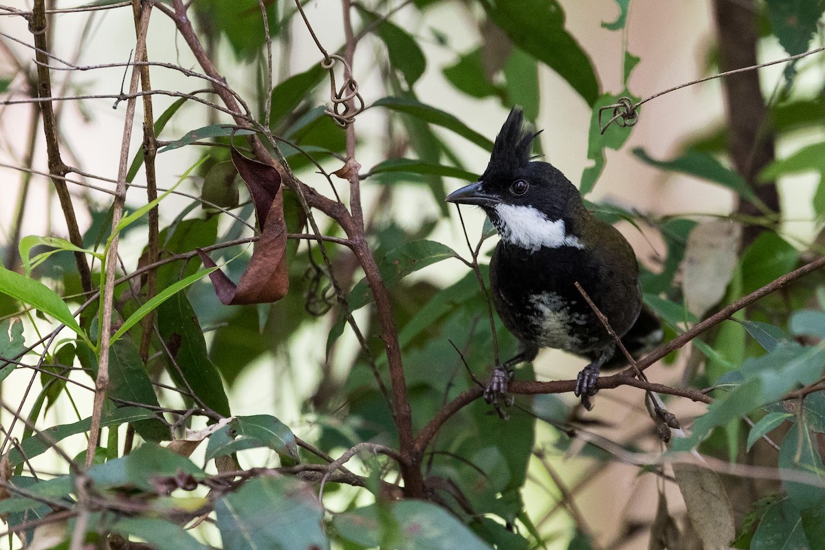 Eastern Whipbird - ML96394351