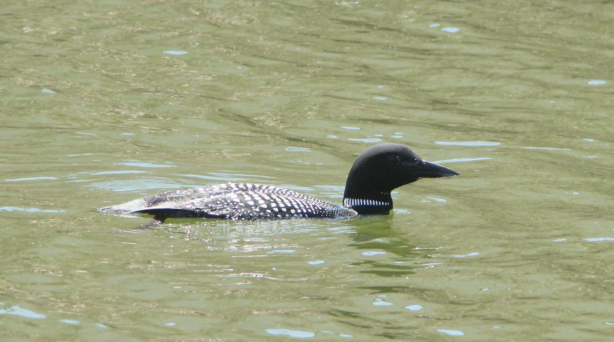 Common Loon - ML96396591