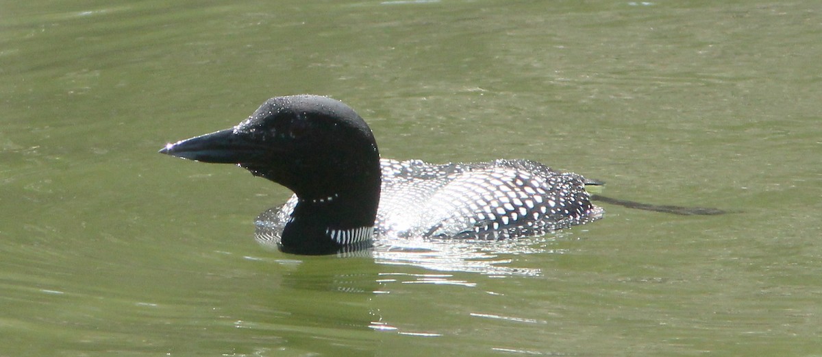 Common Loon - ML96396851