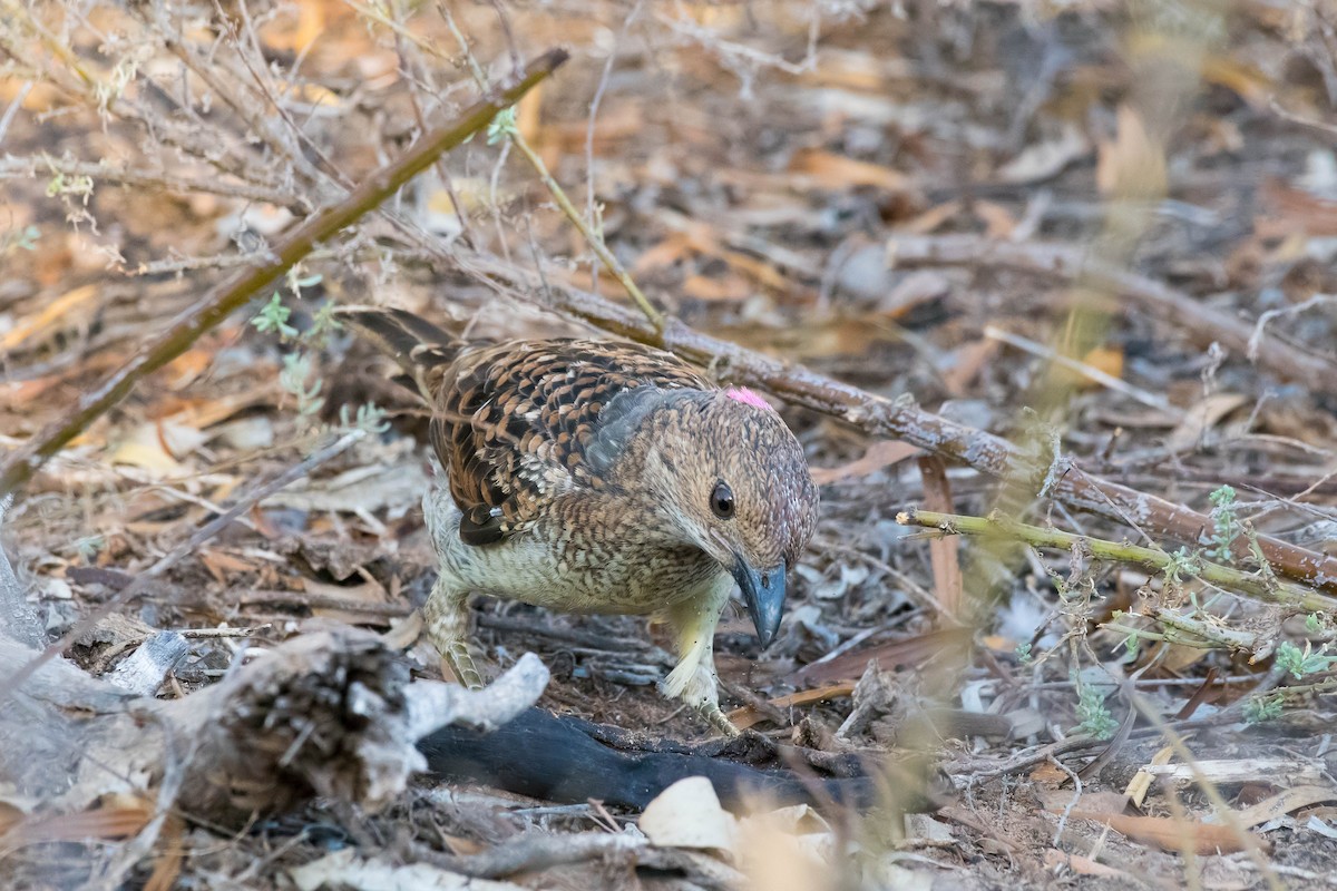 Spotted Bowerbird - ML96396951