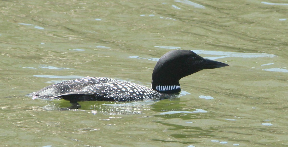 Common Loon - ML96397061