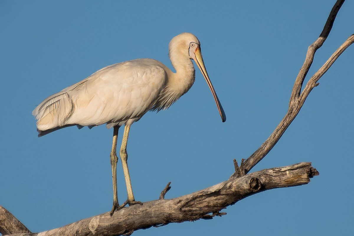 Yellow-billed Spoonbill - Terence Alexander