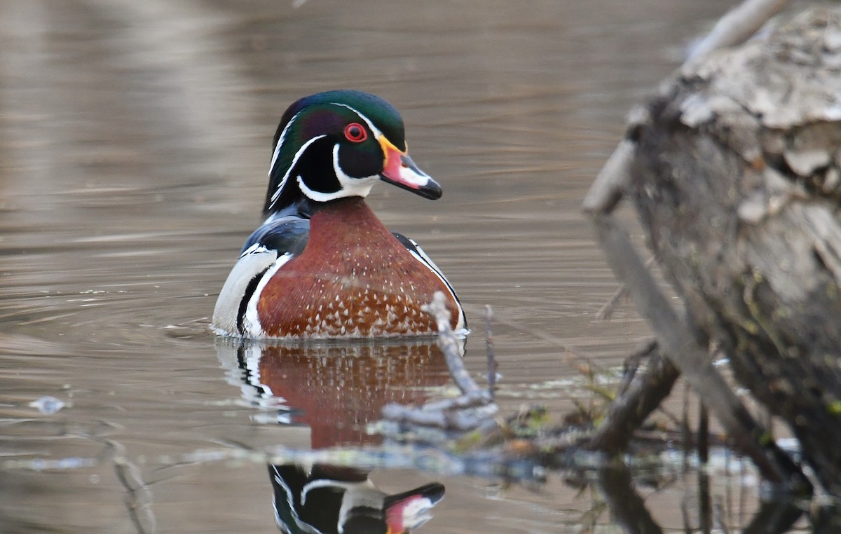 Wood Duck - ML96397911