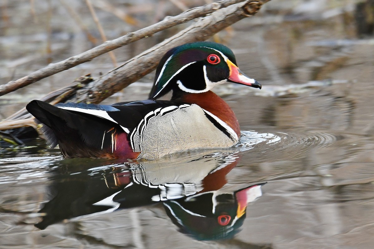 Wood Duck - ML96397931