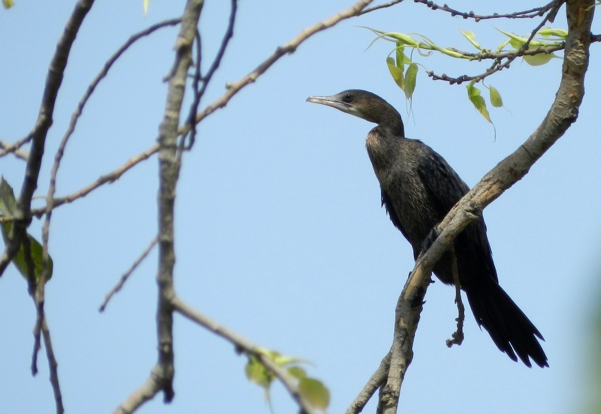 Little Cormorant - CHANDRA BHUSHAN