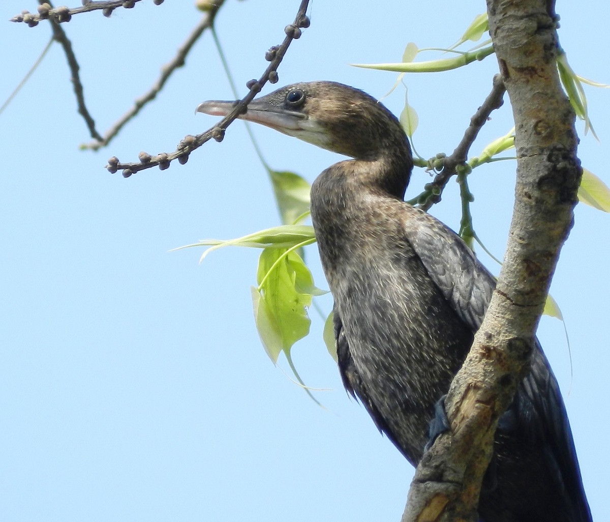 Little Cormorant - ML96398591