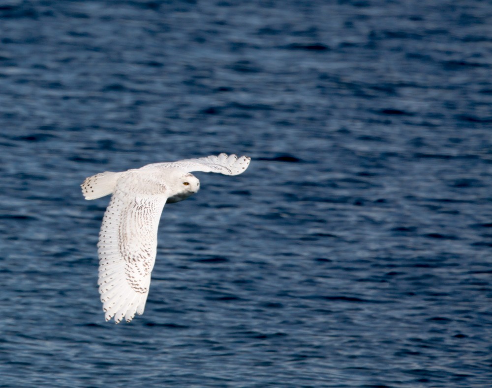 Snowy Owl - ML96398681