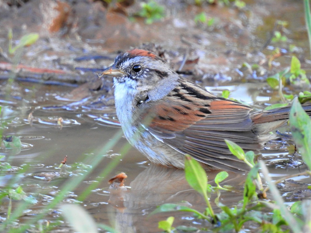 Swamp Sparrow - ML96399081