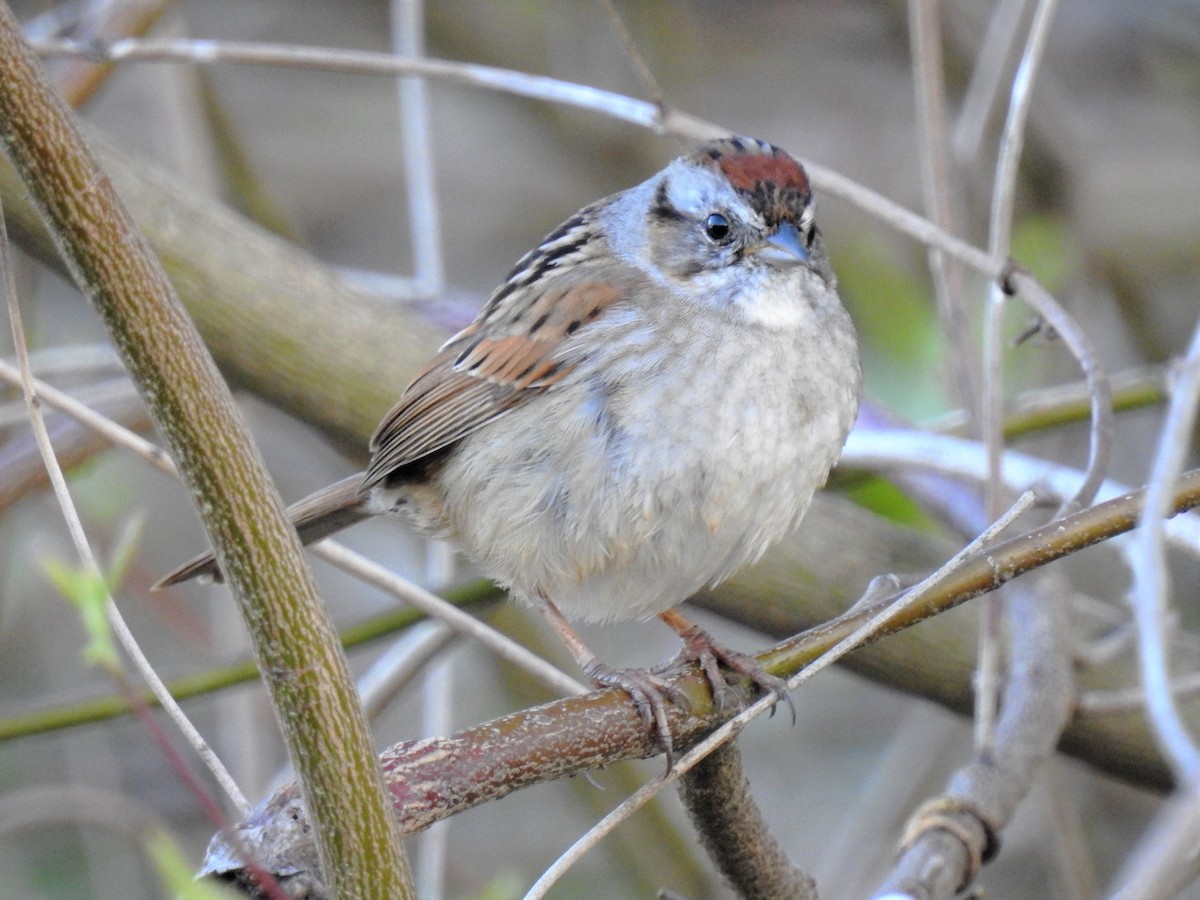 Swamp Sparrow - ML96399121