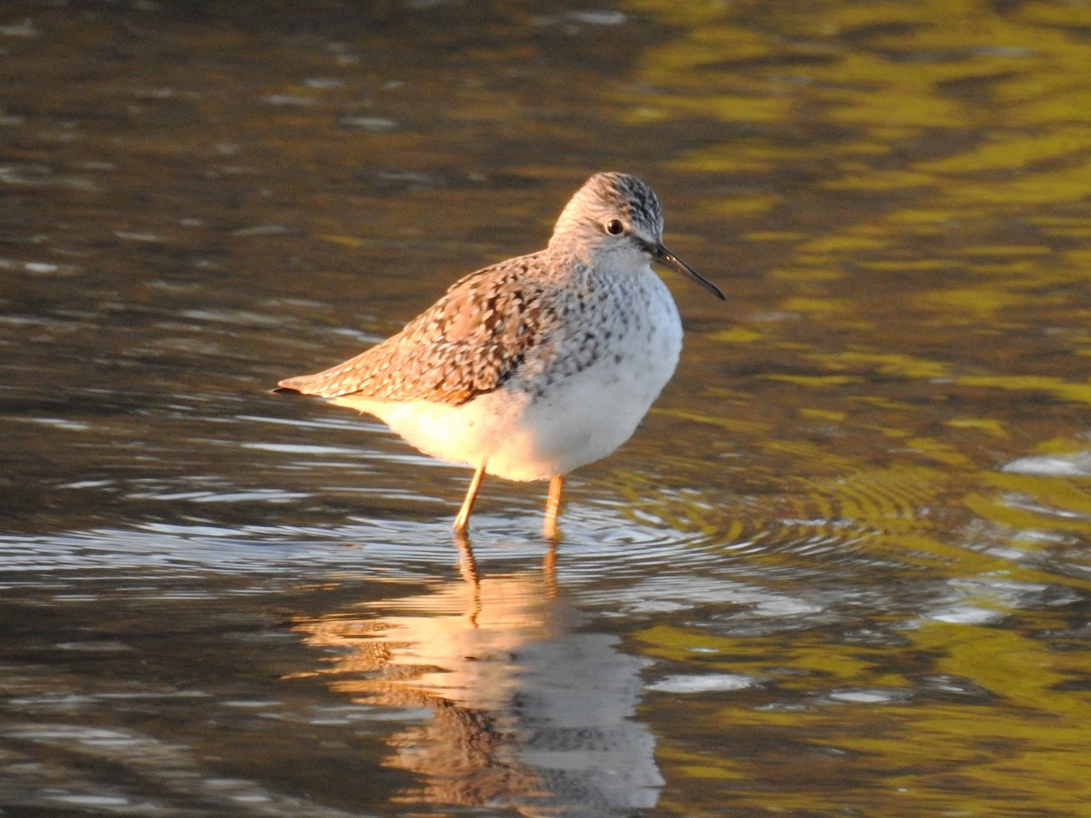 Lesser Yellowlegs - ML96399391