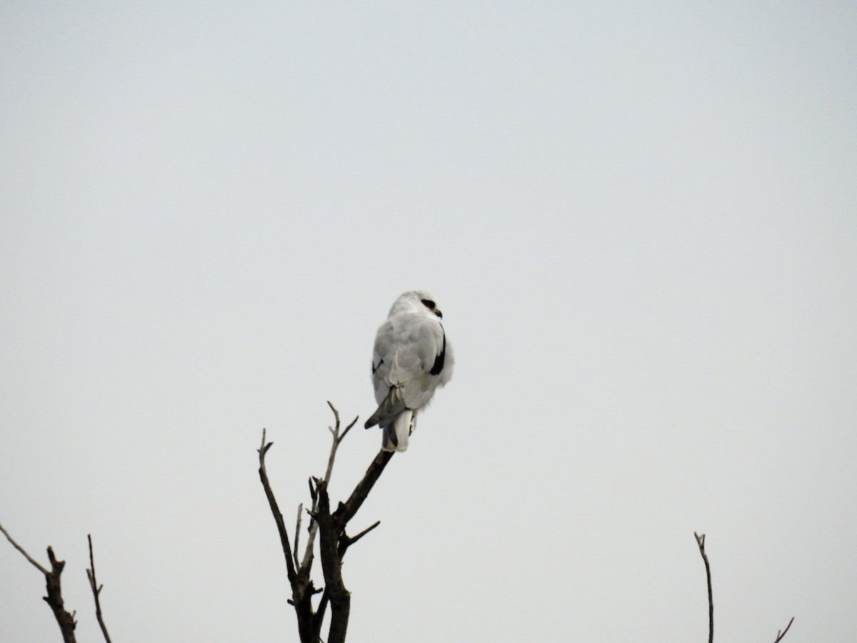 Black-shouldered Kite - Ken Crawley