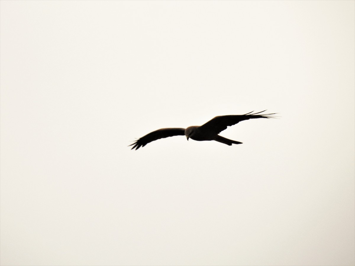 Black Kite - Ken Crawley