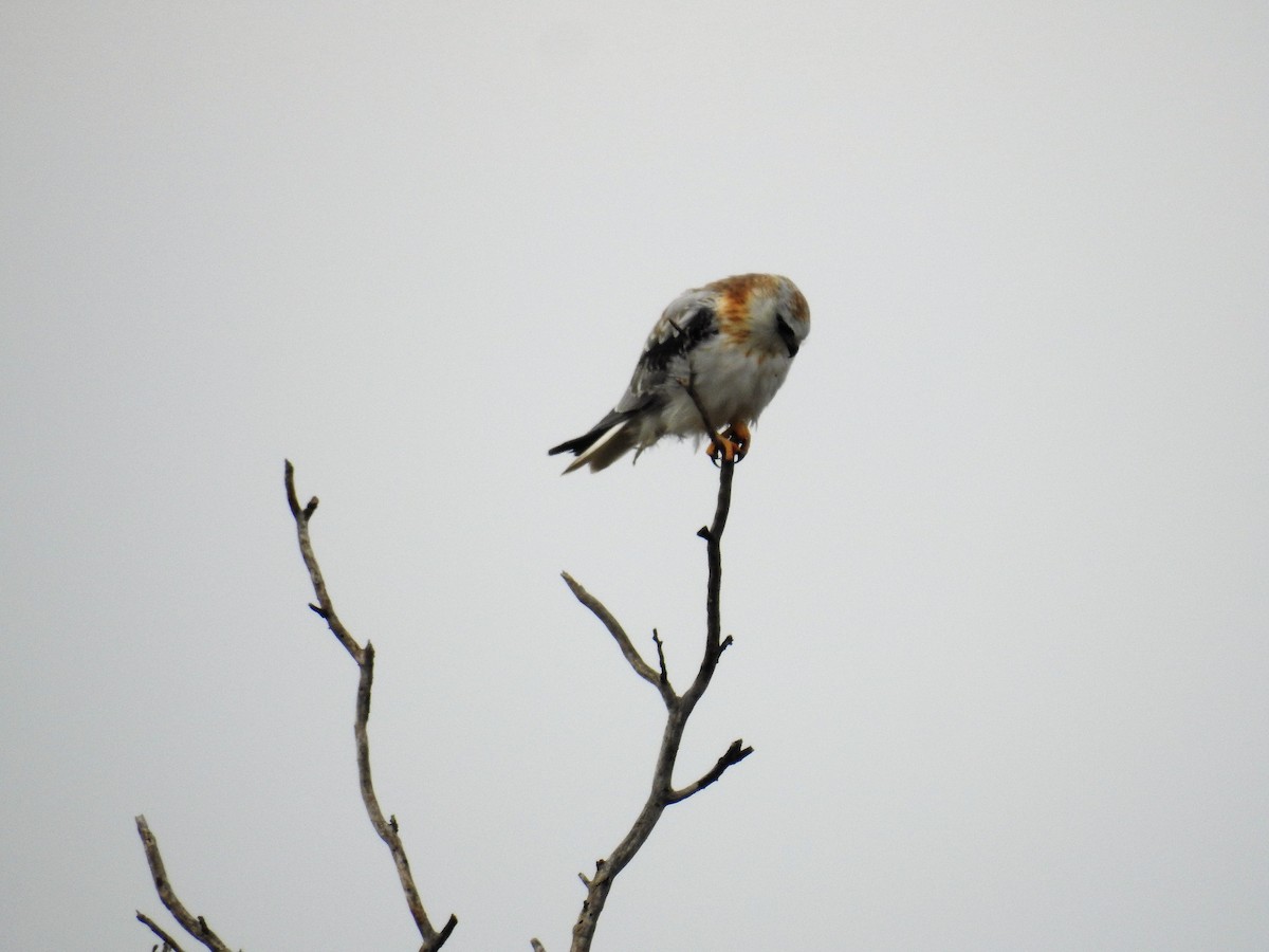 Black-shouldered Kite - Ken Crawley