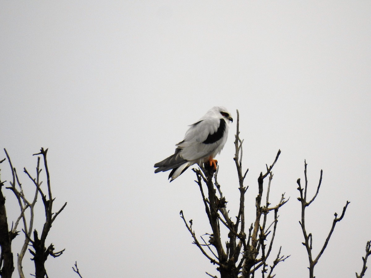 Black-shouldered Kite - ML96399621