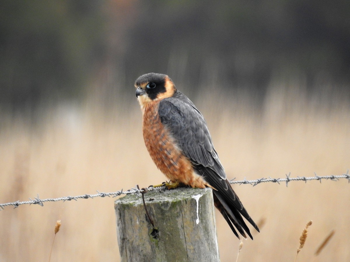 Australian Hobby - Ken Crawley