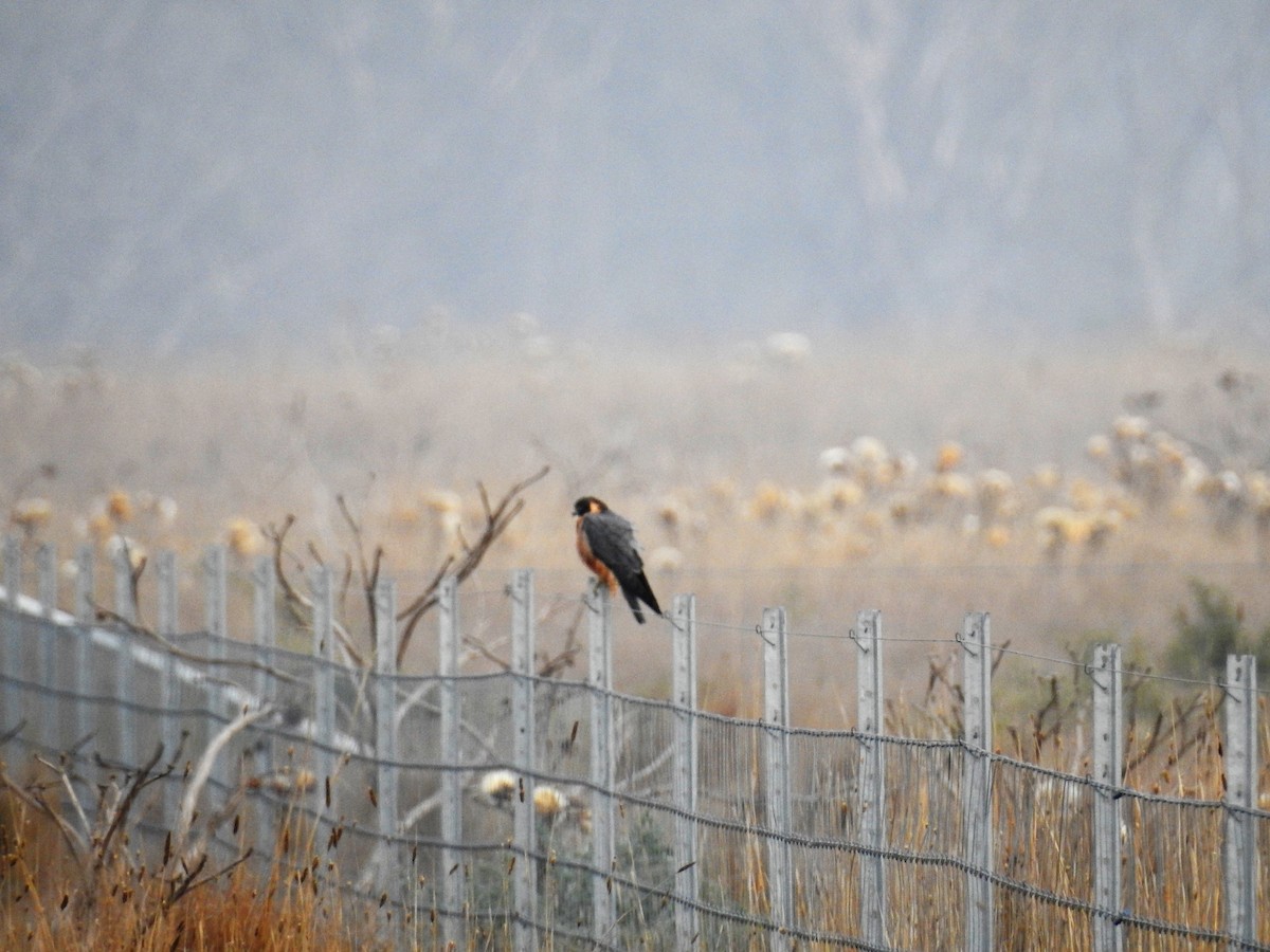 Australian Hobby - ML96399761