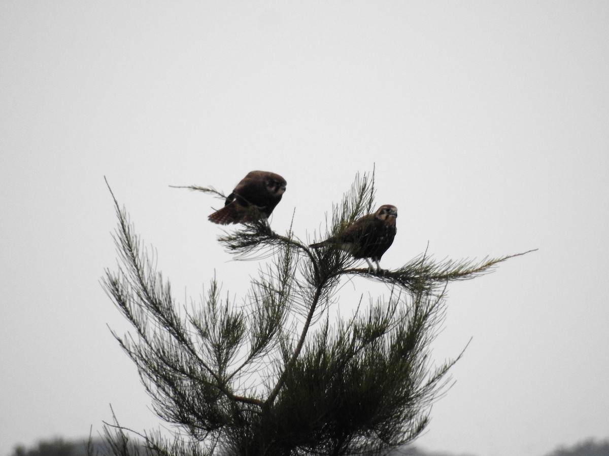 Brown Falcon - ML96399841