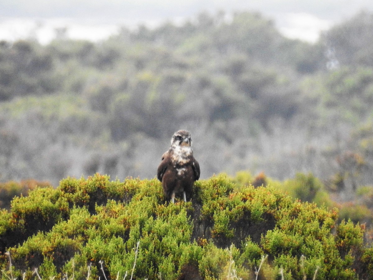 Brown Falcon - Ken Crawley