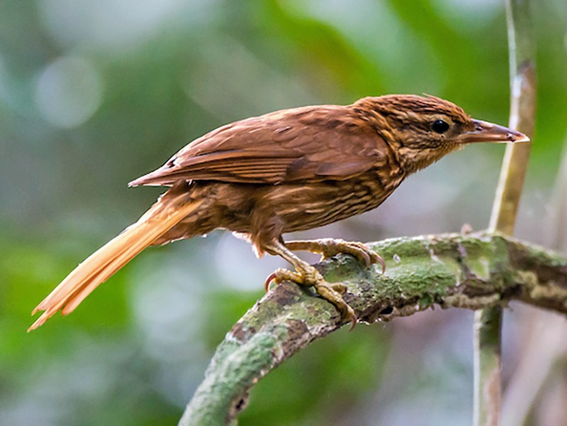 Pale-browed Treehunter - Cichlocolaptes leucophrus - Birds of the World