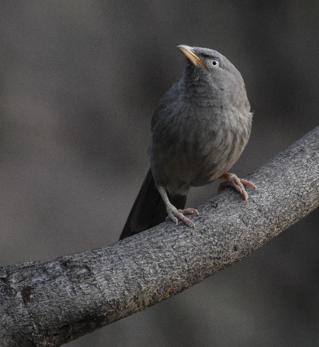 Jungle Babbler - ML96402541