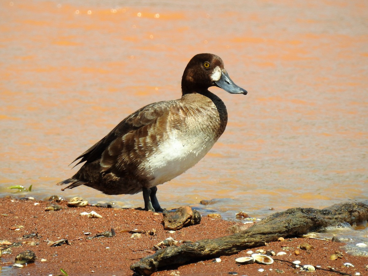 Lesser Scaup - ML96403371