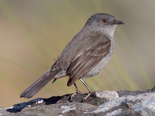 Sooty Tyrannulet - Serpophaga nigricans - Birds of the World