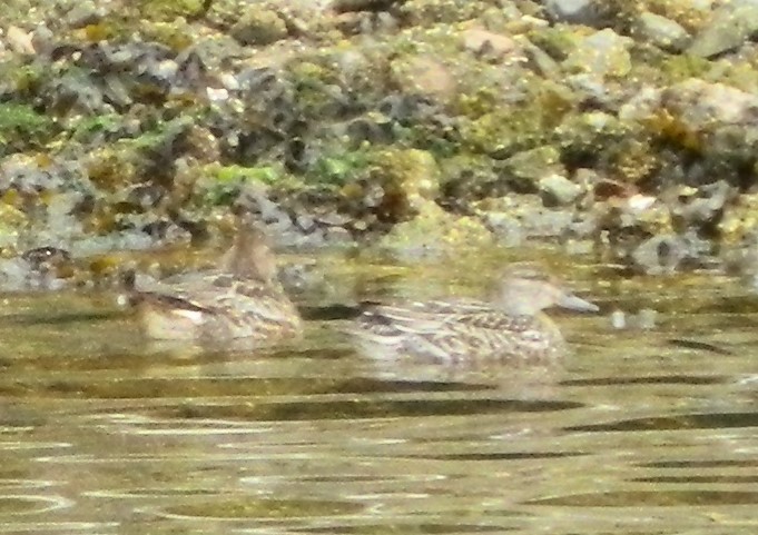 Green-winged Teal - alicia penney