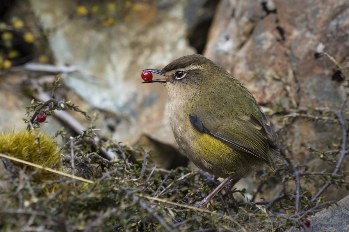 South Island Wren - ML96405541