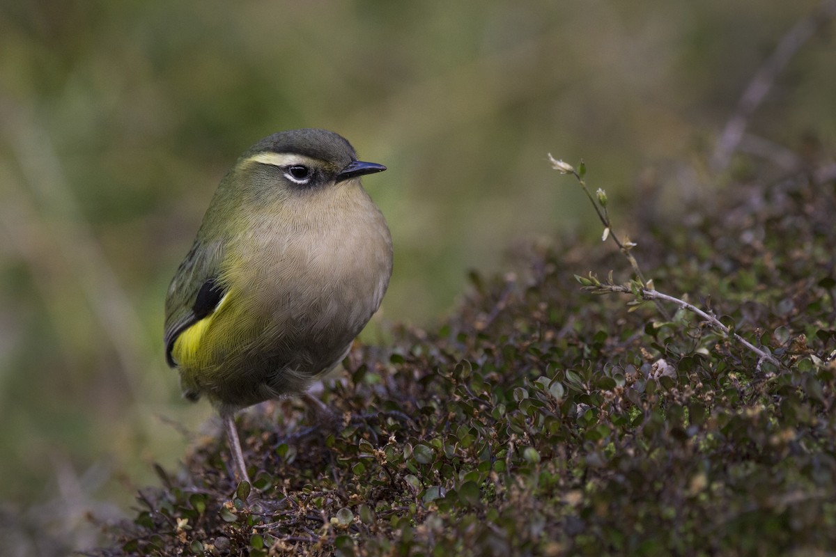 South Island Wren - ML96405551