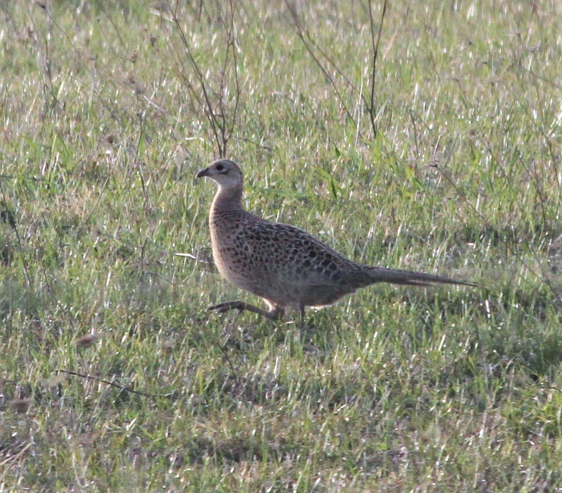 Ring-necked Pheasant - Becky Lutz