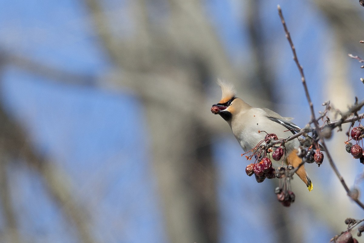 Bohemian Waxwing - ML96407361