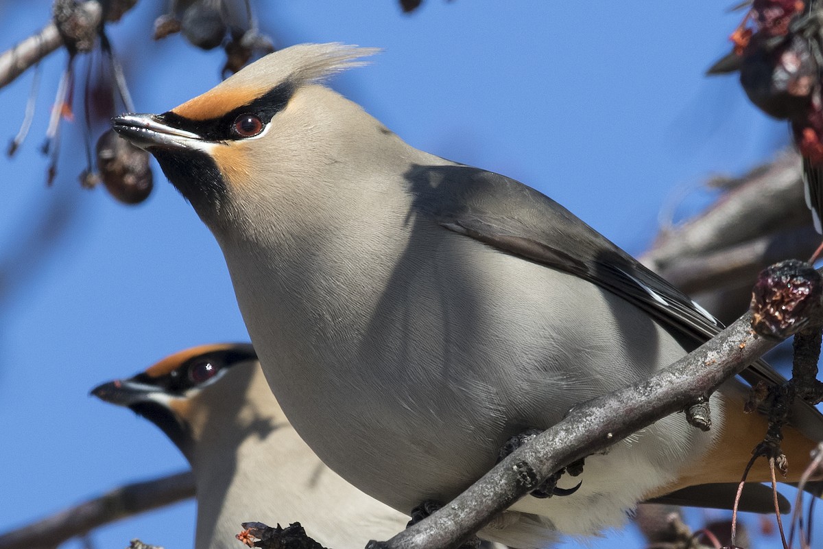 Bohemian Waxwing - ML96407381