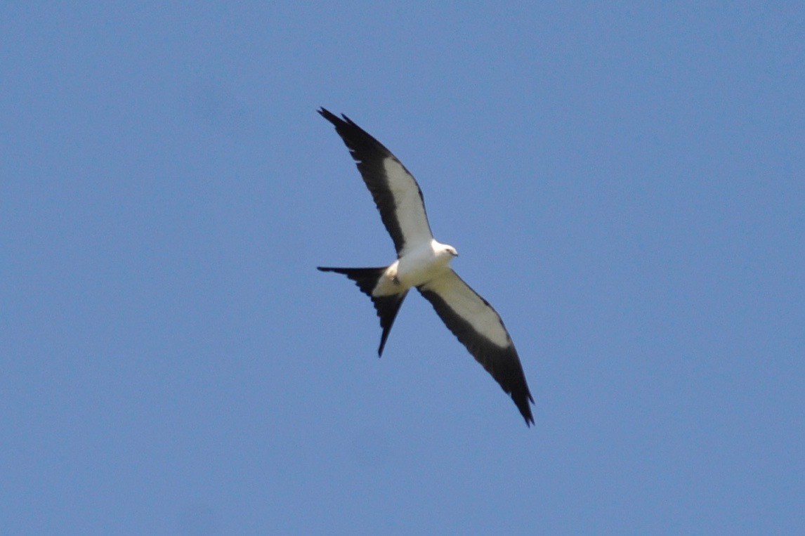 Swallow-tailed Kite - ML96407391