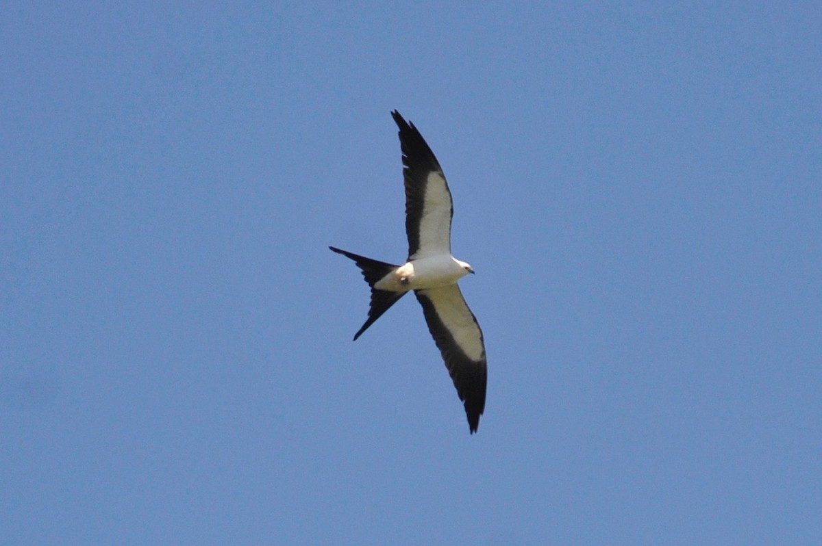 Swallow-tailed Kite - ML96407401