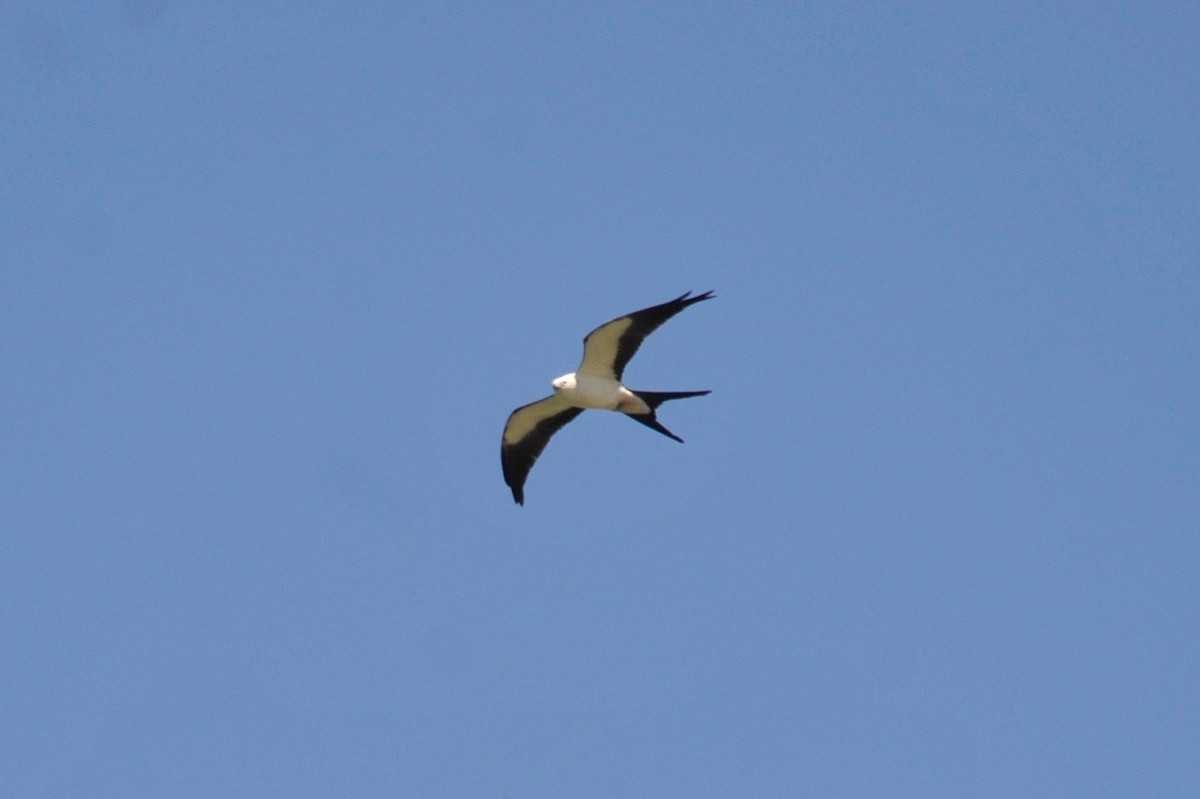 Swallow-tailed Kite - ML96407411
