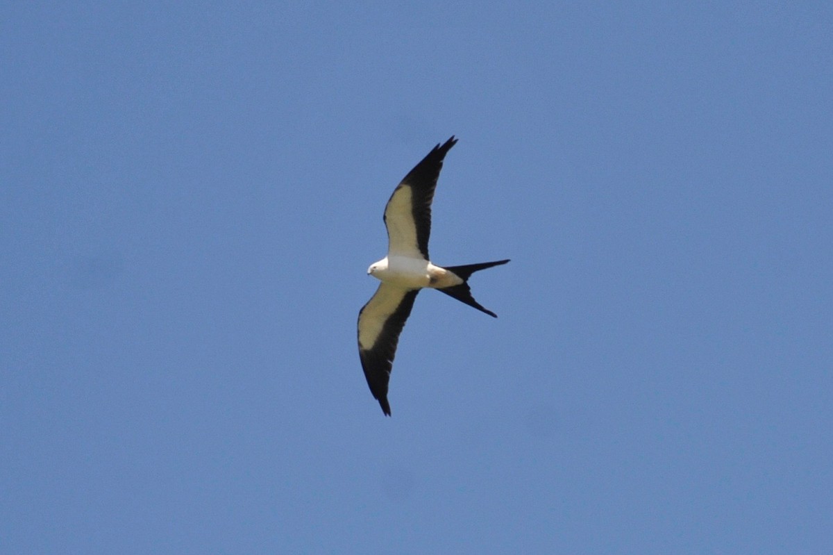 Swallow-tailed Kite - ML96407421