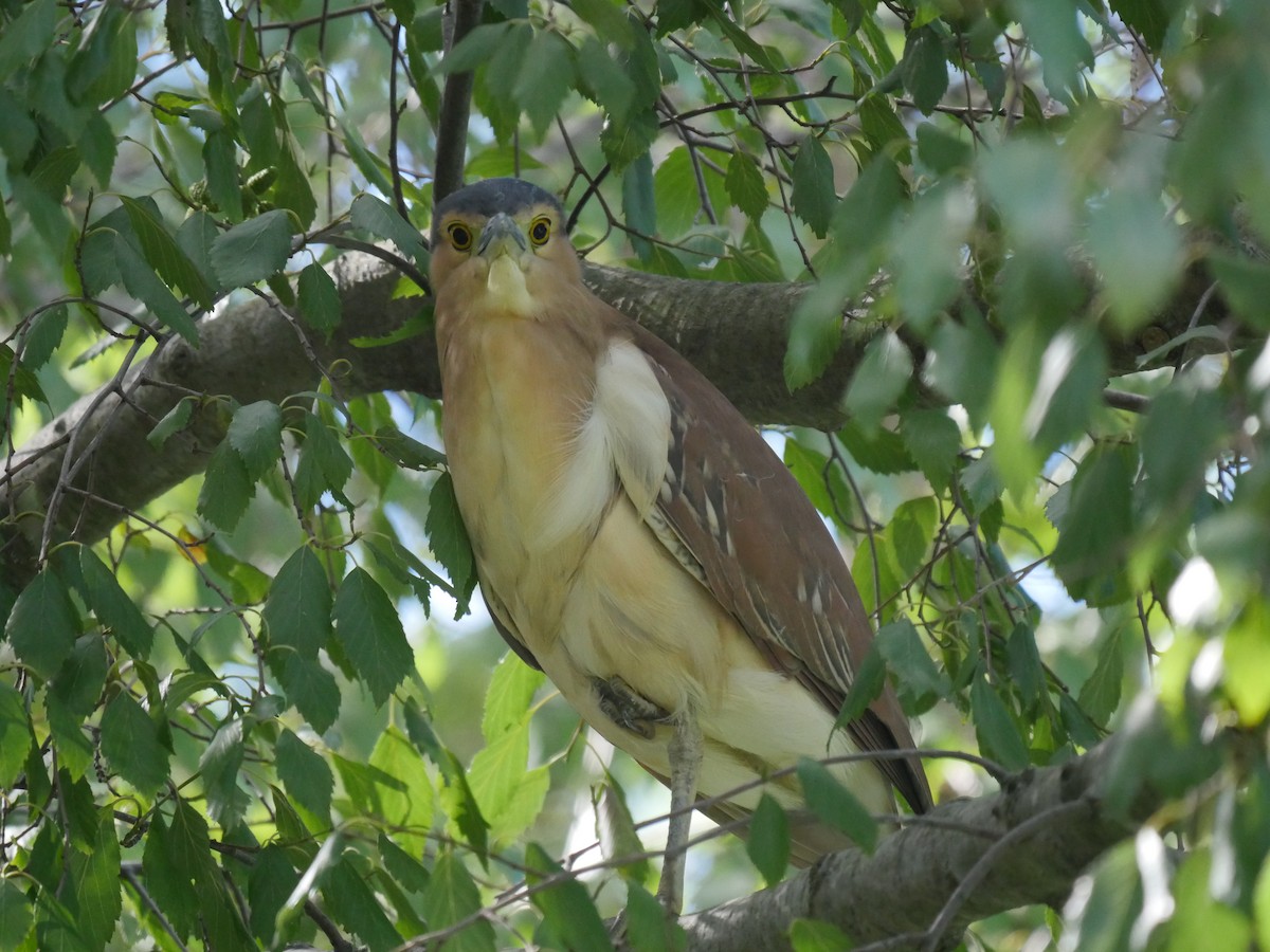 Nankeen Night Heron - ML96407561