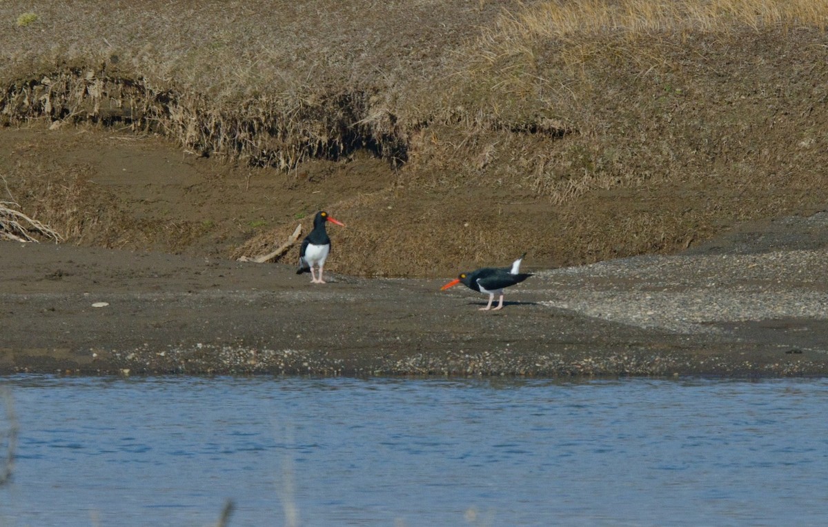 Magellanic Oystercatcher - ML96410311