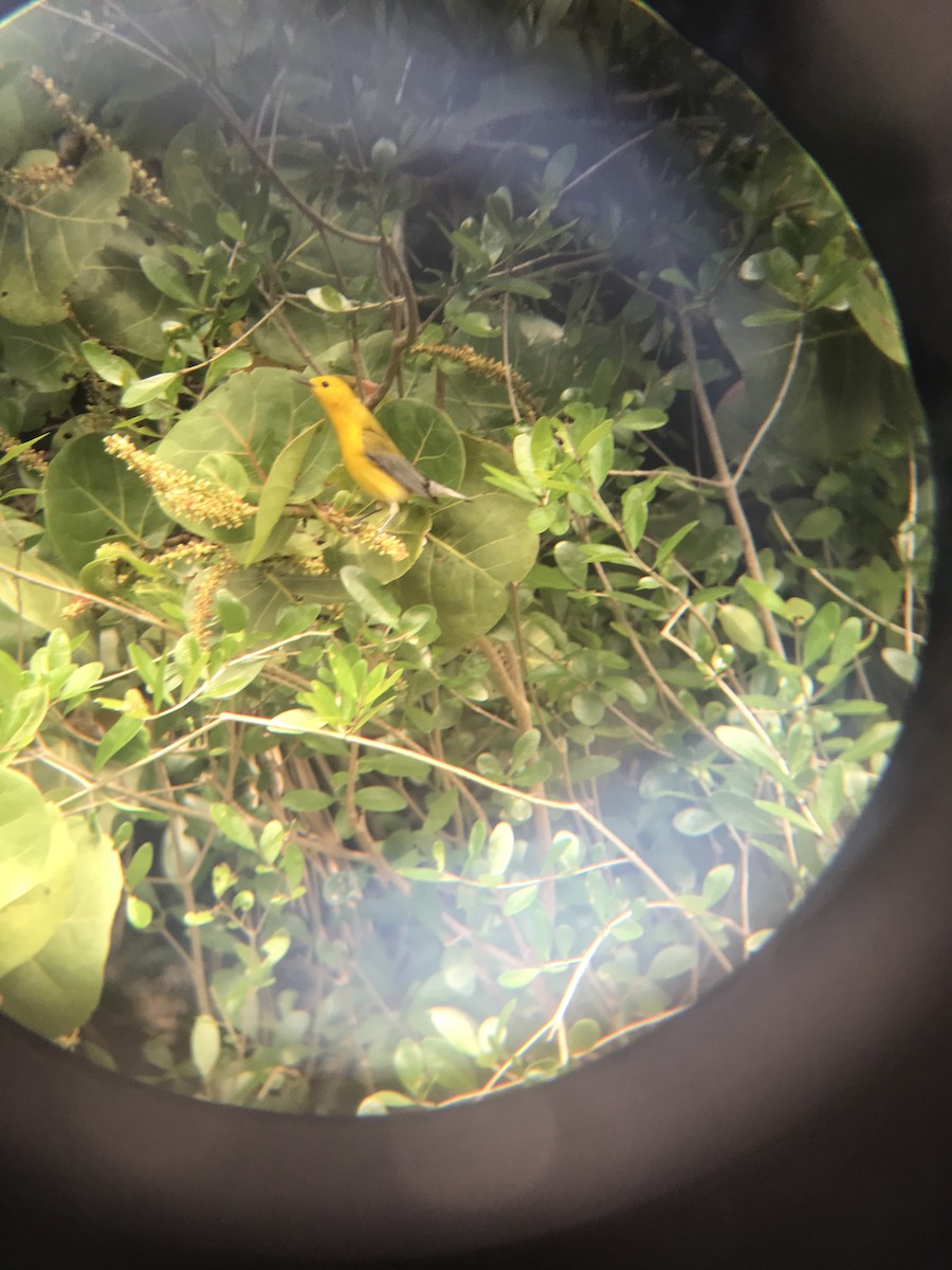 Prothonotary Warbler - ML96410391