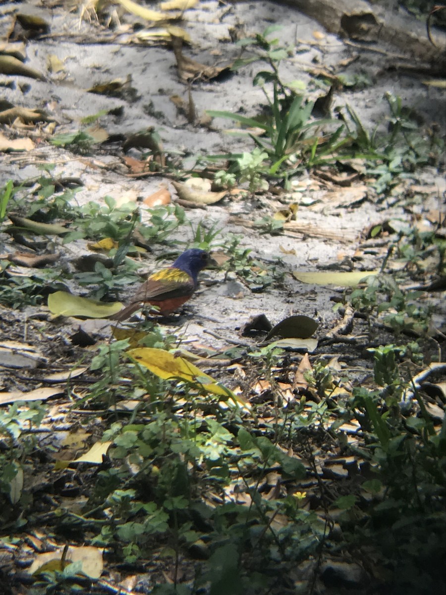 Painted Bunting - ML96410541