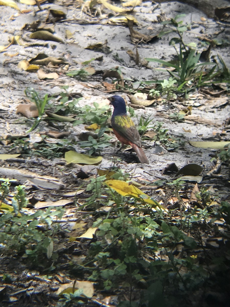 Painted Bunting - ML96410551