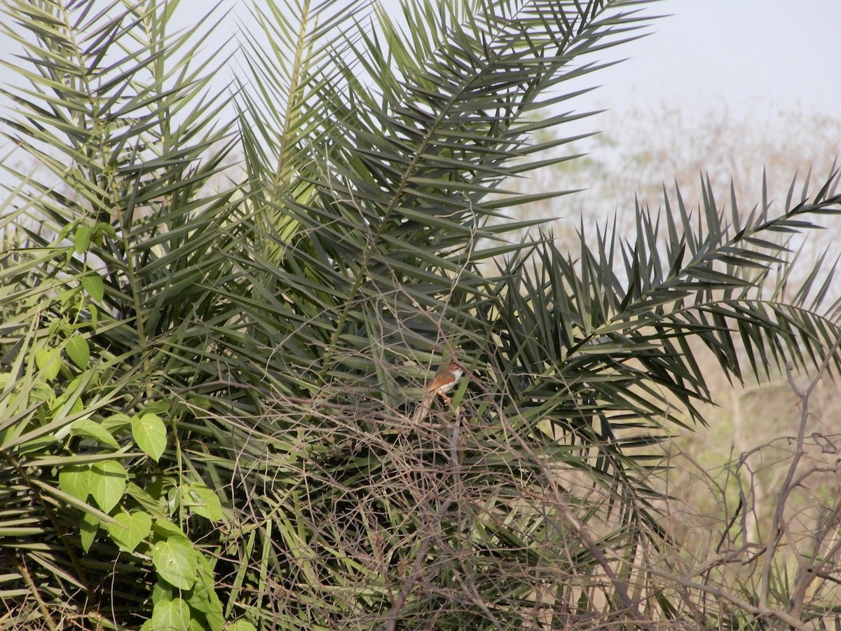 Yellow-eyed Babbler - jenis patel