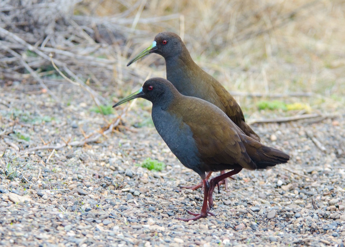 Plumbeous Rail - Marcos Eugênio Birding Guide