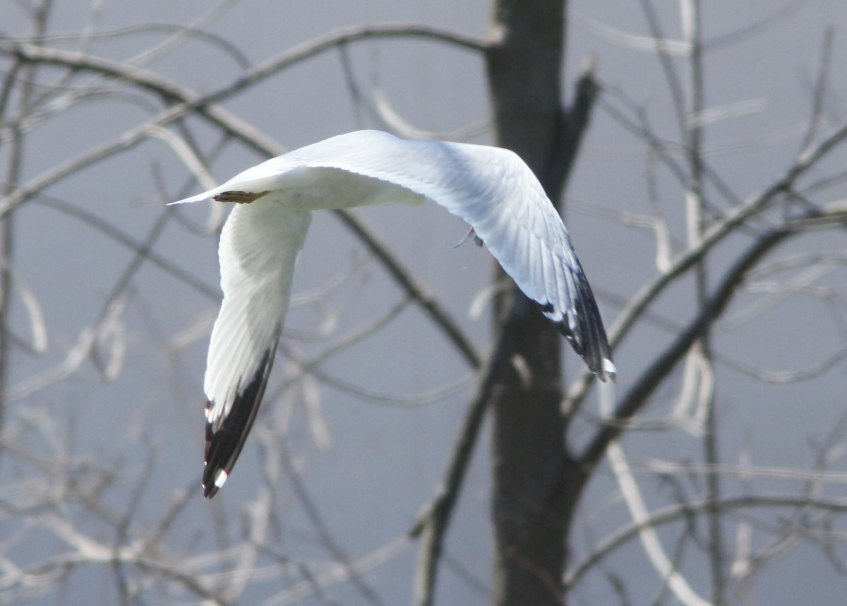 Ring-billed Gull - ML96411821