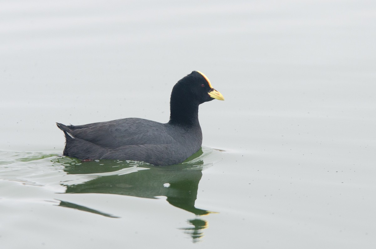 Red-gartered Coot - ML96411851